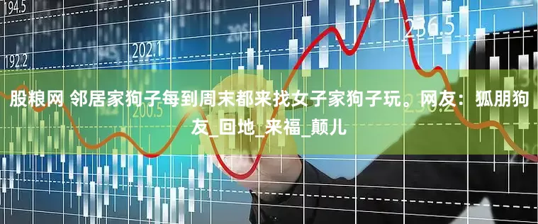 股粮网 邻居家狗子每到周末都来找女子家狗子玩。网友：狐朋狗友_回地_来福_颠儿